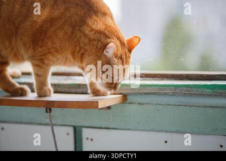 Cute ginger cat siting on window sill and waiting for something. Stock Photo