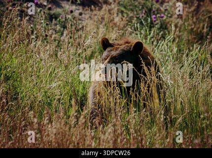 Wild Bear Scene. An Isolated Bear Observes From Tall Grasses During Late Afternoon In Wild Landscape Stock Photo