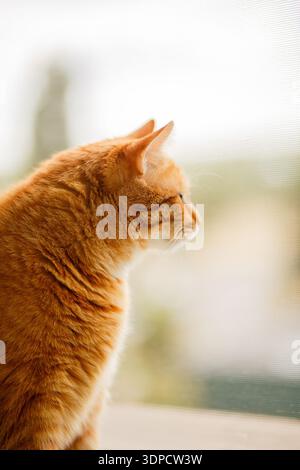 Ginger brown tabby cat with green eyes looks outside from the window Stock Photo
