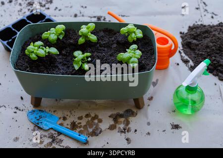 Green planter holding six seedlings, sitting on work cover with blue trowel and orange watering can Stock Photo