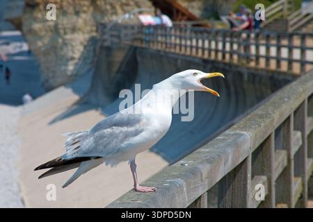 Screaming seagull on the beach at Étretat, Seine-Maritime, Normandy Stock Photo