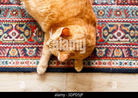Cute ginger cat lying on carpet at home on wooden floor Stock Photo