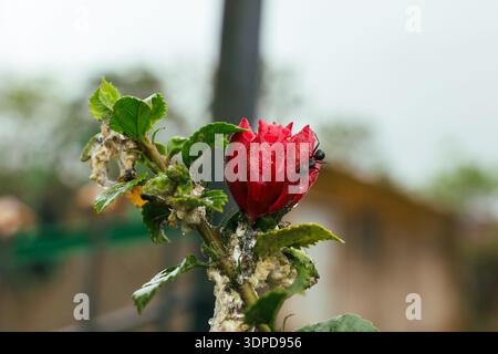 An ant crawling on a red rose. Stock Photo