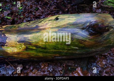 Mossy fallen log resting on a bed of damp autumn leaves in a quiet woodland Stock Photo