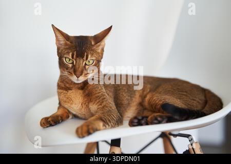 Beautiful Bengal cat sitting on a chair Stock Photo