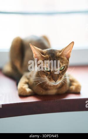 Beautiful cat breed Bengal lies on the floor Stock Photo