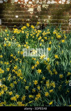Daffodils growing next to an old red brick wall in the spring season, seasonal springtime Daffodil flowers in a walled garden. Stock Photo