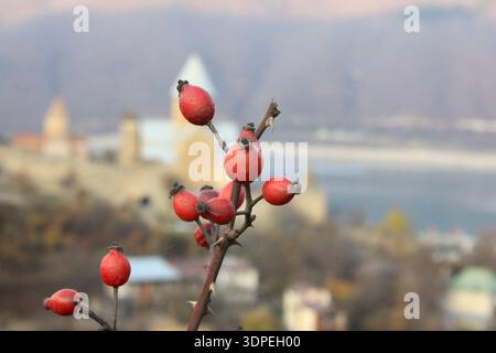 Close up of red rose hips on a branch with Ananuri Fortress in the background. Stock Photo