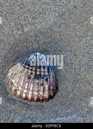 Seashell with textured ridges lying on the gray sand, touched by a small wave Stock Photo