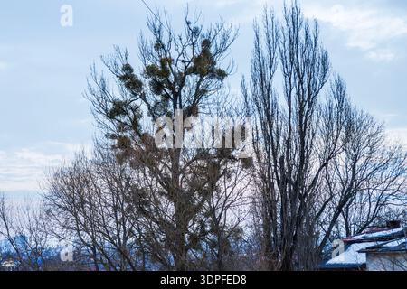Large leafless tree infested with green mistletoe against a gloomy winter sky. Stock Photo