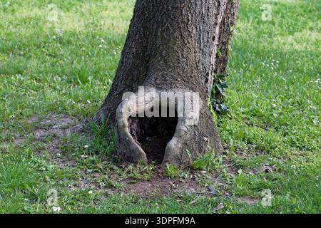 A large tree trunk with a hollowed-out base, creating a natural opening, stands in a grassy area. Stock Photo