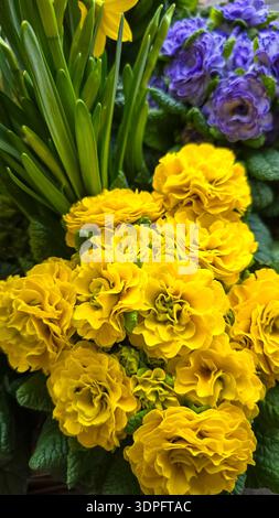 A composition of primroses in rich yellow and blue colors. Compact first spring flowers with dense inflorescences Stock Photo