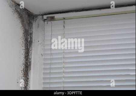 Black mold on window frame, spreading along corner with visible black patches. Mold buildup in corner of window frame with blinds. black fungal growth Stock Photo