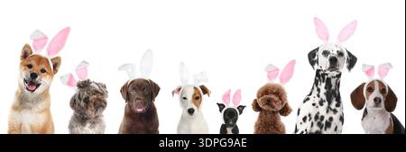 Cute Easter bunny. Dogs with rabbit ears headbands on white background, collage Stock Photo