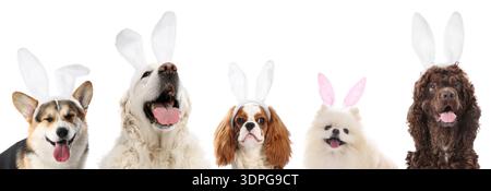 Cute Easter bunny. Dogs with rabbit ears headbands on white background, collage Stock Photo