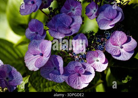 Hydrangea macrophylla is a species of flowering plant in the family Hydrangeaceae, native and endemic to Japan. Stock Photo