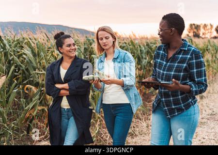 Farmers inspecting corn crops in field using digital tablet at sunset Stock Photo