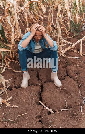 Sad farmer woman holding her head in her hands in front of her withered cornfield Stock Photo