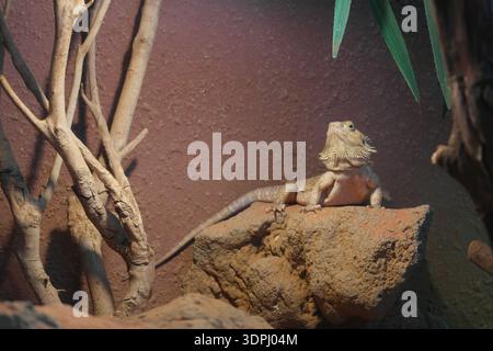 cute bearded dragon basking in sunlight on a rocky surface Stock Photo