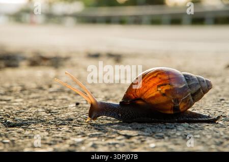 close-up of a snail moving slowly on textured pavement under warm sunlight Stock Photo