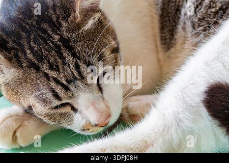 cute domestic cat napping peacefully on a green outdoor bench Stock Photo