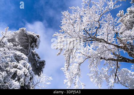 Huangshan, China: Low angle view of frozen tree branches in Yellow mountain, Mt Huangshan, in China in winter under clear blue sky Stock Photo