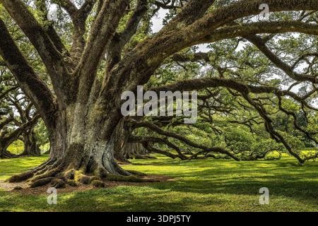 Ancient live oak with a massive trunk and sprawling, moss-covered branches forming a shaded, tranquil canopy over sunlit grass in a peaceful park or h Stock Photo