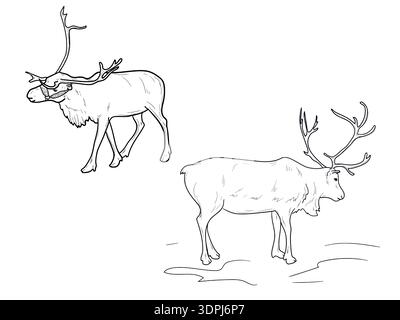 Reindeer with antlers, black and white sketch. Vector illustration. Arctic animals, set isolated on white background. Concept of the tranquility of Stock Vector
