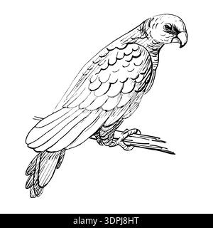 A large parrot perched on a branch. Realistic vector illustration for bird food design, interior decor, packaging, posters, postcards, and zoo tickets Stock Vector