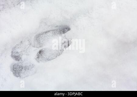 Close-up of perfect footprints of roe deer Capreolus capreolus on the ground covered with soft snow in winter in sunlight Stock Photo
