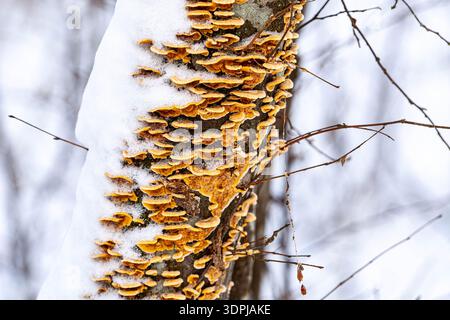 Mushrooms on a fallen tree in the winter forest. Stock Photo