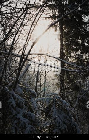 Sunlight shining through snow covered branches in a serene winter forest. Dramatic backlight and natural textures create a peaceful seasonal landscape Stock Photo
