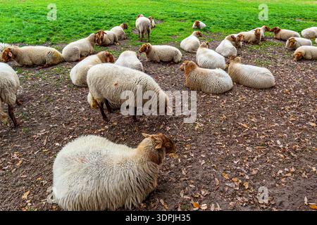 Flock of sheep lying and standing on ground of farmyard, green grass in the background, brown head and thick white wool, top angle perspective, cloudy Stock Photo