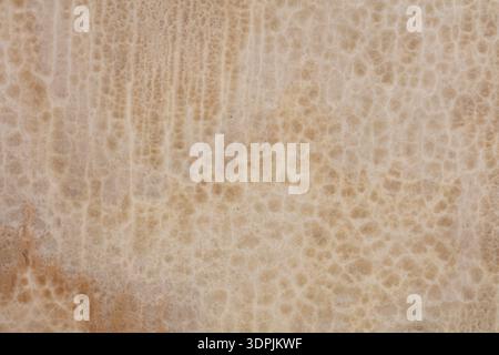 Onice Cappuccino texture, stylish background in light color for interior. Stock Photo