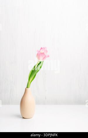 Single pink tulip in beige ribbed vase on white table against light wall. Stock Photo