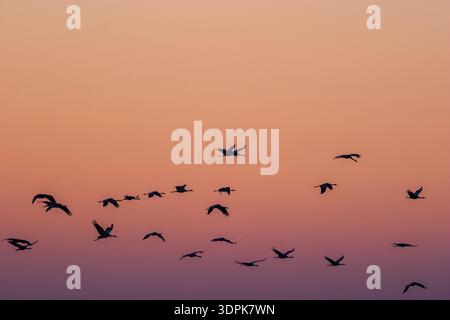 Flock of Cranes flying in the morning light Stock Photo