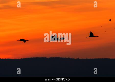 Beautiful sunrise with flying Cranes in the sky Stock Photo