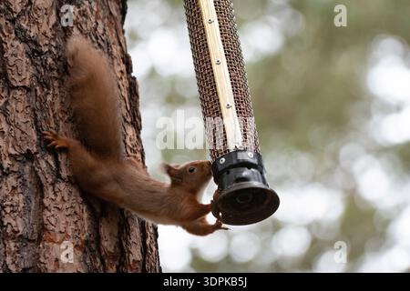 Red squirrel Sciurus vulgaris, feeding from bird feeder, Highland National Park, Cairngorms, Aviemore, Scotland, UK, December Stock Photo