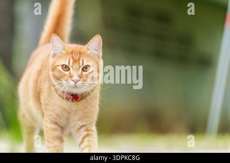 A ginger tabby cat walks around in an outdoor setting. The cat has bright eyes and wears a collar. The sun shines in the background while the cat expl Stock Photo