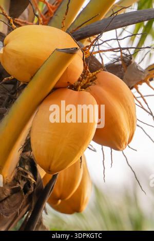A cluster of yellow coconuts hangs from a palm tree. The coconuts are ripe and ready for harvest in a tropical setting. Bright sunlight shines on them Stock Photo