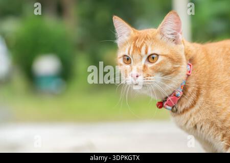 Ginger tabby cat exploring outdoors in a garden during the day copy space while wearing a collar and looking attentively at its surroundings. High qua Stock Photo