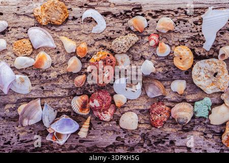 Childrens seashell collection arranged as a beautiful marine still life on a weathered wooden log at the Andaman Sea beach in Thailand. Stock Photo