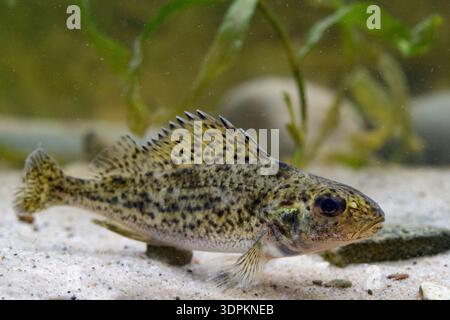 Eurasian ruffe Gymnocephalus cernua, on a small river bottom, Nottinghamshire, March Stock Photo