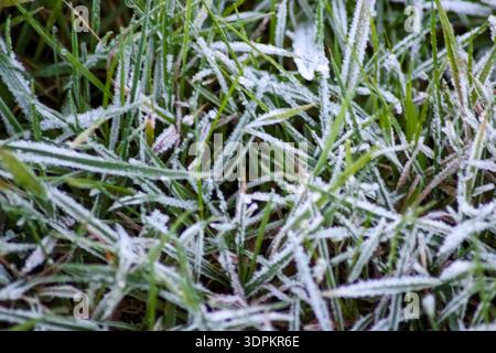 Vibrant green grass blades covered in a delicate layer of white frost, creating a beautiful and serene winter texture with a soft, blurred background. Stock Photo