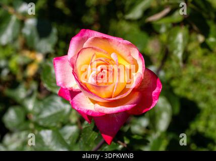 Pink and orange mixed color garden rose Stock Photo
