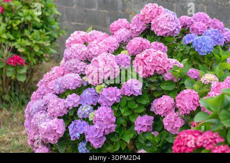Bigleaf hydrangea (Hydrangea macrophylla) bush with delicate pastel pink flower clusters in full bloom. Lush ornamental shrub creating a soft, romanti Stock Photo