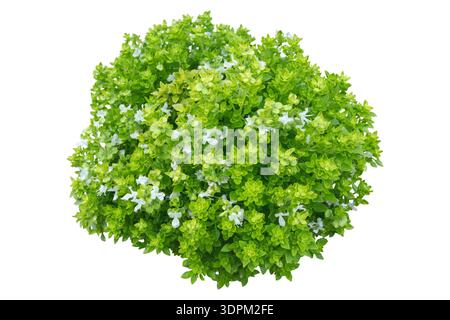 Basil or Ocimum basilicum culinary herb of the Lamiaceae family. Dwarf rounded shrub with small green leaves and white flowers isolated on white backg Stock Photo