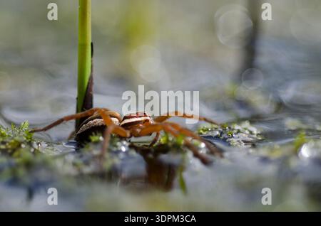 Raft spider Dolomedes fimbriatus, feeling for vibrations of prey with front legs extended onto surface of water, RSPB Arne, Dorset, August Stock Photo
