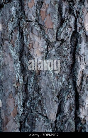Rough, weathered tree bark texture with irregular patterns. The surface features deep grooves and ridges, creating a rugged appearance. The bark exhib Stock Photo
