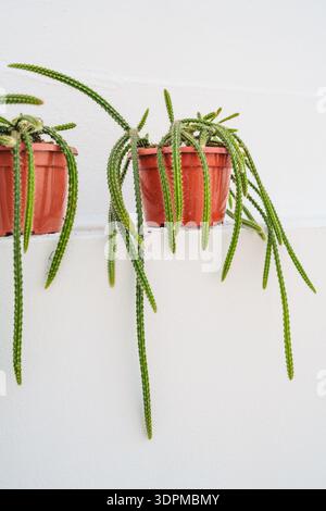 Sprawling cactus plant with hanging arms.  Aporocactus Sussex Flame rat tail cactus Stock Photo